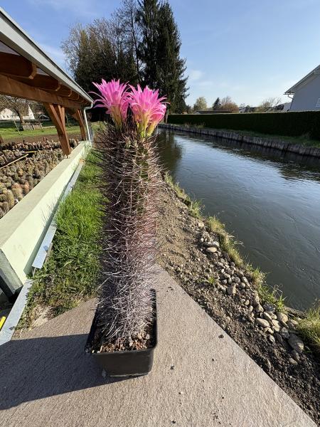 Neoporteria subgibbosa